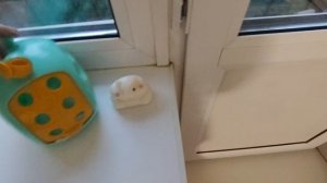 влог/ таба собачки/вечерний 🌆🐾/ открываю рубрику вопрос ответ!!!/