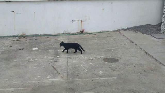 Первая рыбка.  г.Будва. Черногория 