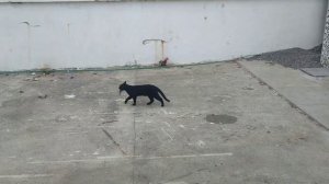 Первая рыбка. ( г.Будва. Черногория )