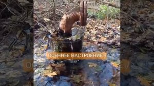 ОСЕННИЙ ФОНТАН #популярное #рек #вода #настроение #красота #листья