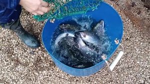 Forest Fishing 18.11.25