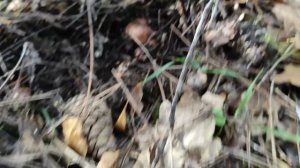 Пять минут и ведро рыжиков, сбор грибов в Крыму 2025