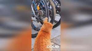 ПРИКОЛЫ ДЛЯ ВЗРОСЛЫХ 18+ САМЫЕ ЛУЧШИЕ И СМЕШНЫЕ ВИДЕО. КРАСИВЫЕ ДЕВУШКИ 2025