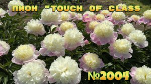 ПИОН "TOUCH OF CLASS"/Сад Ворошиловой