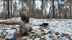 Вести-Томск, выпуск от 17.11.2025 21:10