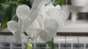 Орхидеи 🌺 Начало цветения 😍 Первые разочарования  🙄