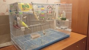 Волнистые попугаи ночью