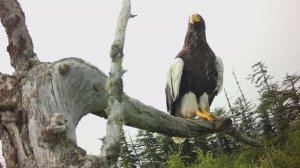 Трейлер к фильму "За кромкой серого тумана. Секреты белоплечей птицы"