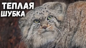 Манулу Шу тепло в своей шубке в слякотный день. Ленинградский зоопарк