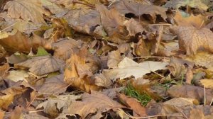 Архив ТМ-26. Осень в парке Кочубеевского (2017 г.)