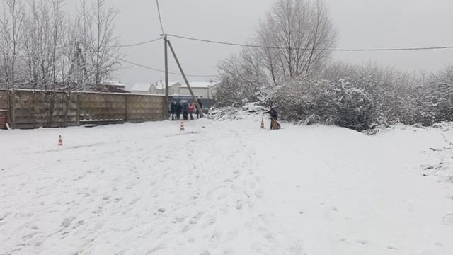 7.  выражено/перв STRONG END SOFT HANTA (Ромео из Новой Сибири – Strong End Soft Loren)