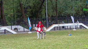 Праздник для собак. Часть Первая