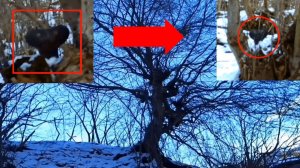 Страшные существа инопланетные в лесах | Монстры рядом