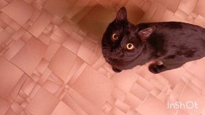 все мои цветущие орхидеи  и не только 😊🙏новая орхидея расцвела 😍❤