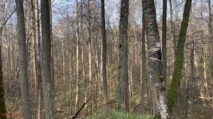 Вот это я покопал в лесу. Древние находки