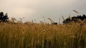 Эх, Святая Русь 🇷🇺