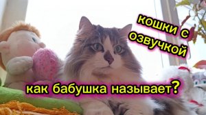 Кошки с озвучкой.