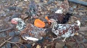 ЖИВЕМ в ДЕРЕВНЕ на ПЕНСИИ.Дела не заканчиваются.