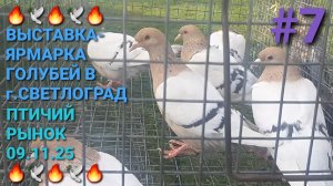 🔥🕊🔥 Выставка-ярмарка голубей в г.Светлоград. Птичий рынок 09.11.25. Часть 7. Pigeons Fair.
