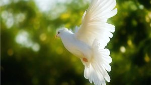 Молитва за мир во всем мире! Live 18.11.2025