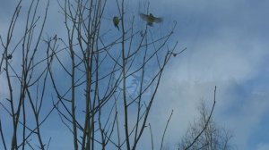 Не в сезон. Стихи и видеомонтаж мои. Музыка - Луи Моро Готшалк