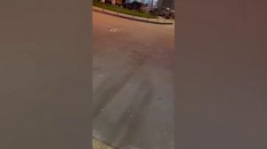 15 суток за пьяный дебош и натравливание собаки в Петербурге