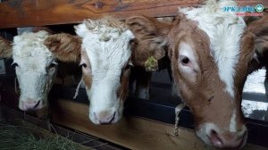 Моорук нэһилиэгэр «Суола» кэпэрэтиипкэ 50 ынахха анаммыт саҥа хотон үлэҕэ киирдэ