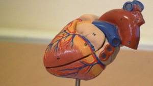 Как ссоры влияют на здоровье сердца? Комментарий врача-кардиолога Татьяны Башевой