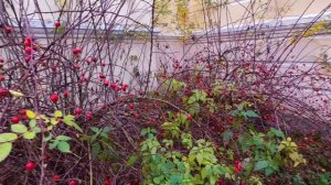 Притчи Лё маргиналов. 37 серия. Пуанты Вальдемара