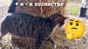 + и - в хозяйстве # деревенская девка