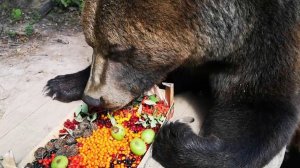 Рейнджеры Армении начали подкормку медведей с наступлением холодов