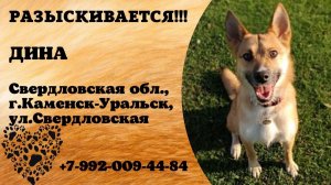 Пропала собака! ДИНА. Свердловская обл., г.Каменск-Уральск.