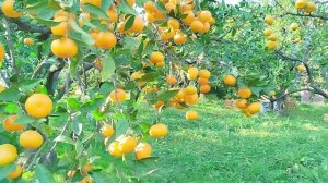 Сбор  мандариновом  в раю