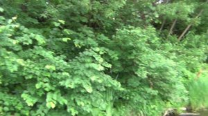 vatravel.ru Река Шача у с.Сидоровское (Костромская обл)