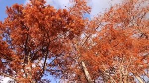 Кипарисовое озеро Сукко 17 Ноября 2025 года