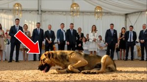 Отвергнутую На Аукционе Собаку Покупает Юноша, И То, Чт