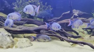 Лас Вегас, США: Масштабная коллекция 22 аквариума, 13 тонн и редчайшие виды цихлид