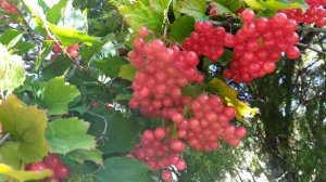 Поспела калина 3 сентября 2025г