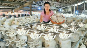 Собираю урожай вешенок и везу их на продажу. Готовлю корм для поросят, кур и уток. Жизнь во Вьетнаме