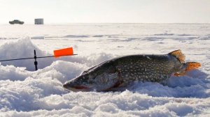 Крутая зимняя рыбалка. Поймал лучшую рыбу. Вторая лунка. Поиск с эхолотом
