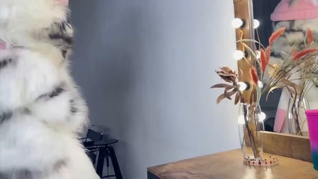 Чиловый котик. Марьяна ЛокельВау Вероника.