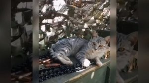 Фронтовые коты