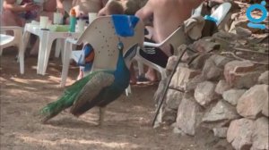 Медитативное путешествие в Эйлат