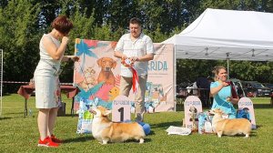 26.07.2025, СПб. Клуб "Аскона" (РКФ, РФЛС). Монопородная выставка ВЕЛЬШ КОРГИ ПЕМБРОК