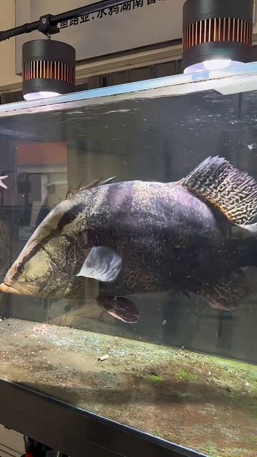 Гигантская рыба‑мандаринка