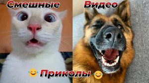Смешные видео приколы|Коты и собаки|Юмор и Приколы.