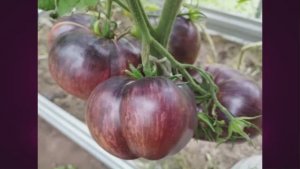 Каталог томатов 2025 года. Часть 15. г. Киров