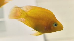 Плавное течение: рыбки под джаз