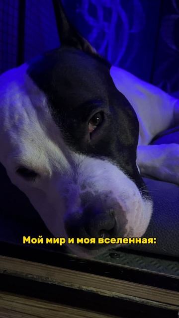 Мой мир. смотреть онлайн