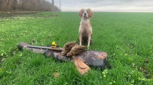 Эпаньоль Бретон работа по вальдшнепу